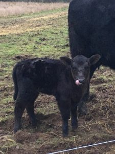 Landbruget Toftegård Vi har det herligt på gården
