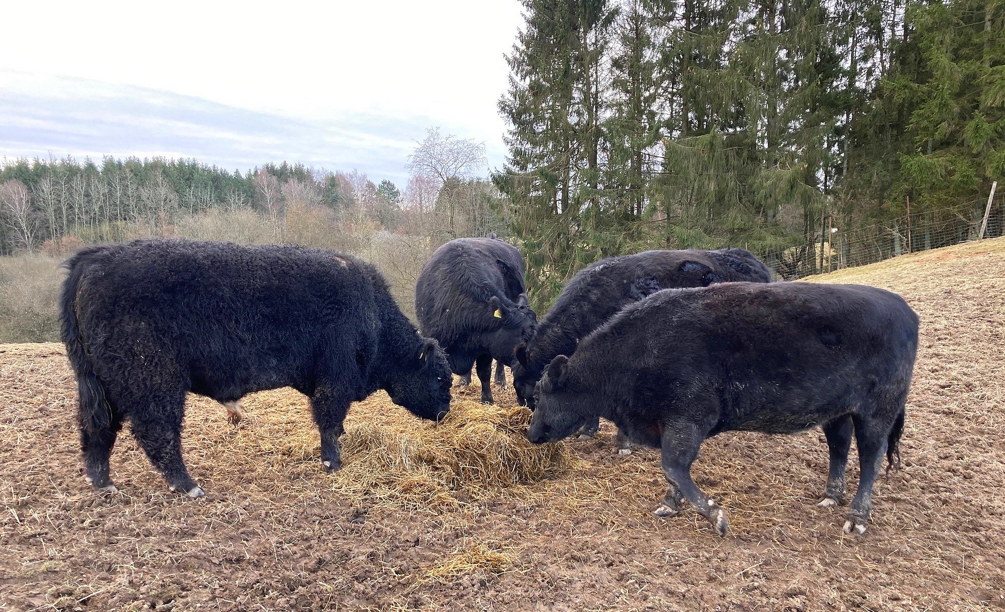 Augus køer på Toftegården stammer fra Aberdenne-Angus